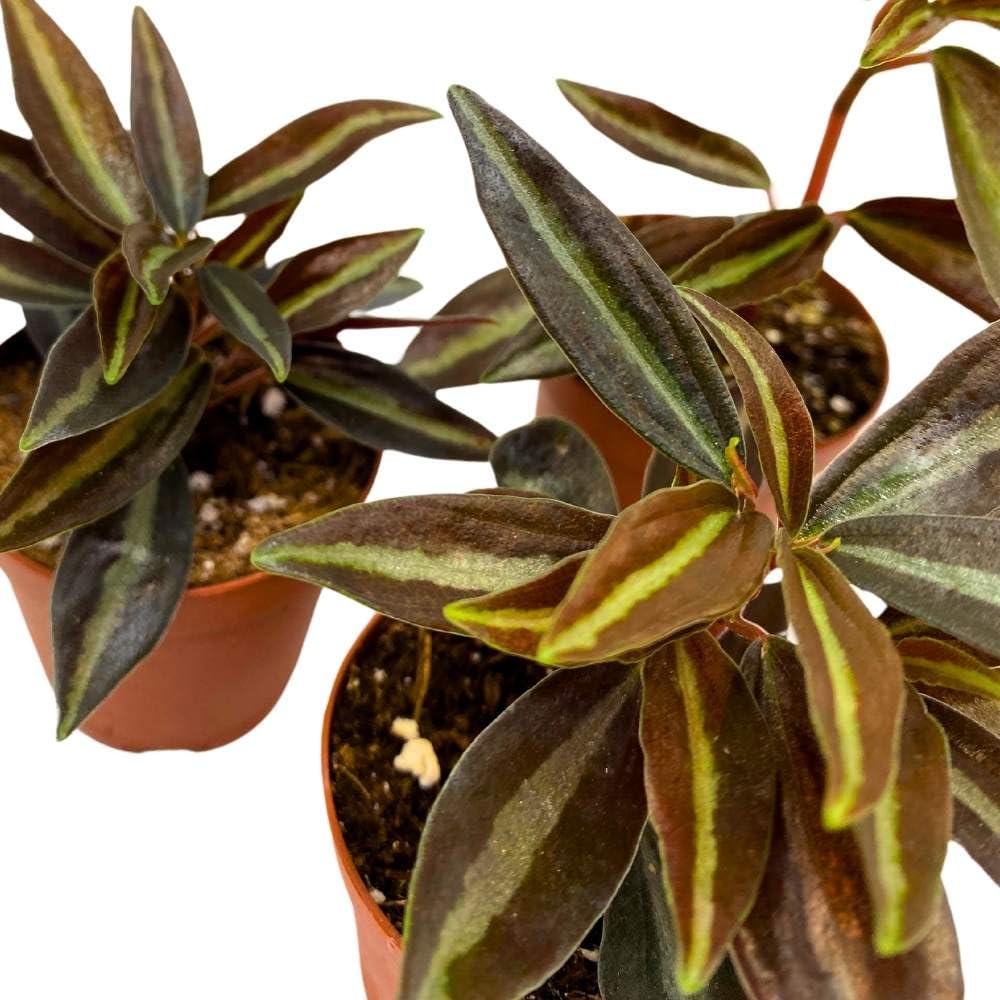 Peperomia Metallica, 2 inch Set of 3, Repii Tiny Mini Pixie Plants