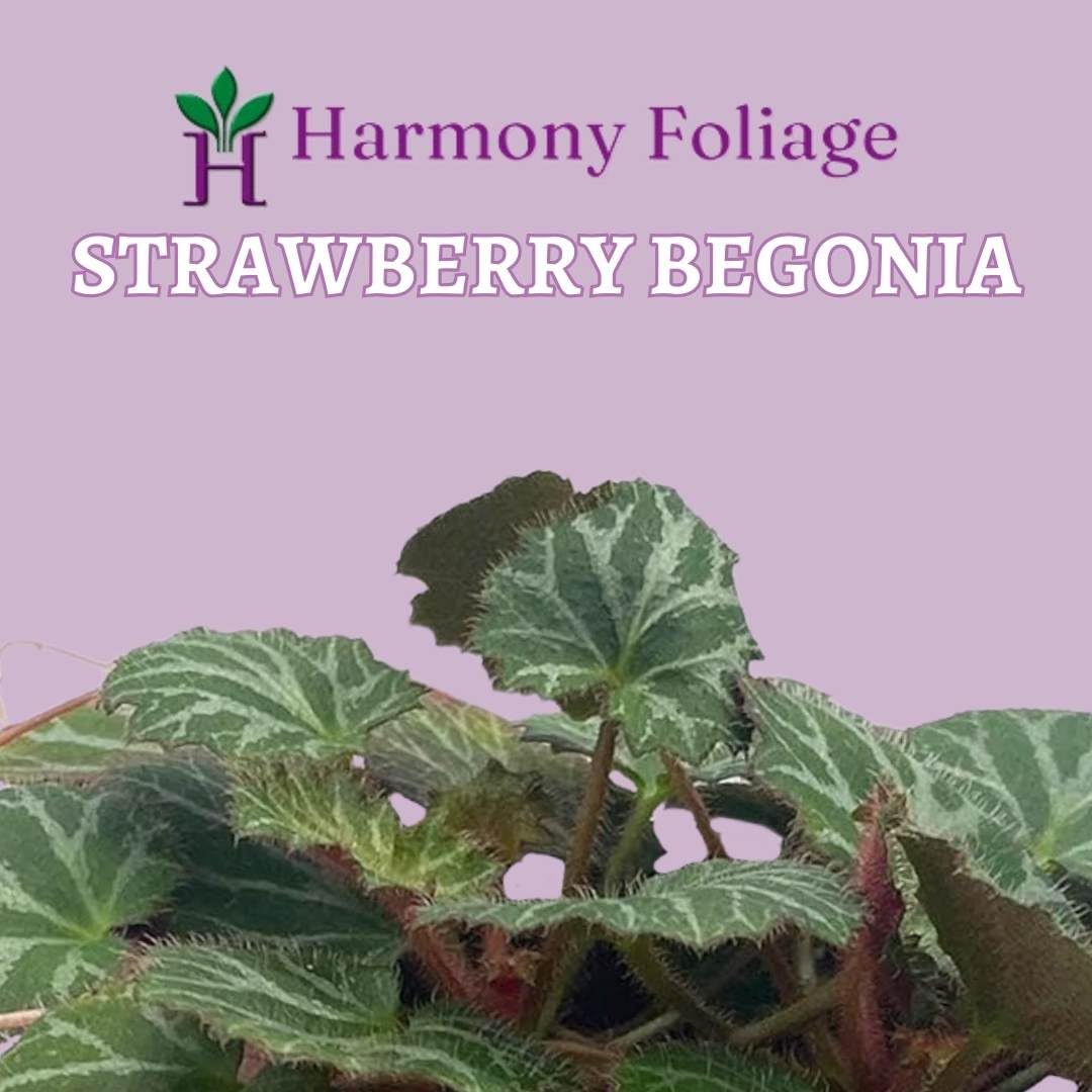 BubbleBlooms Harmony's Strawberry Begonia, 4 inch, Saxifraga stolonifera, Rare House Plant