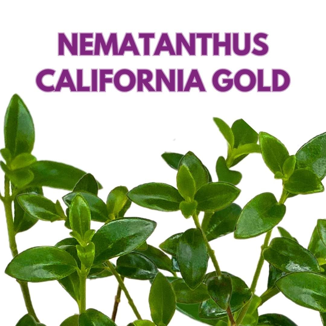 Harmony Foliage Columnea Nematanthus California Gold Cheerios in a 4 inch Pot