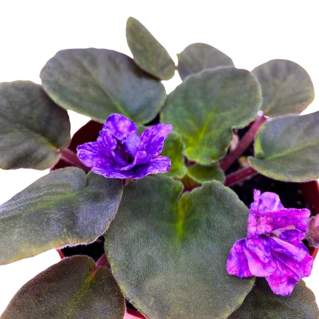 Harmony Foliage African Violet Cajun's Blueberry Hill 4 inch Gesneriad