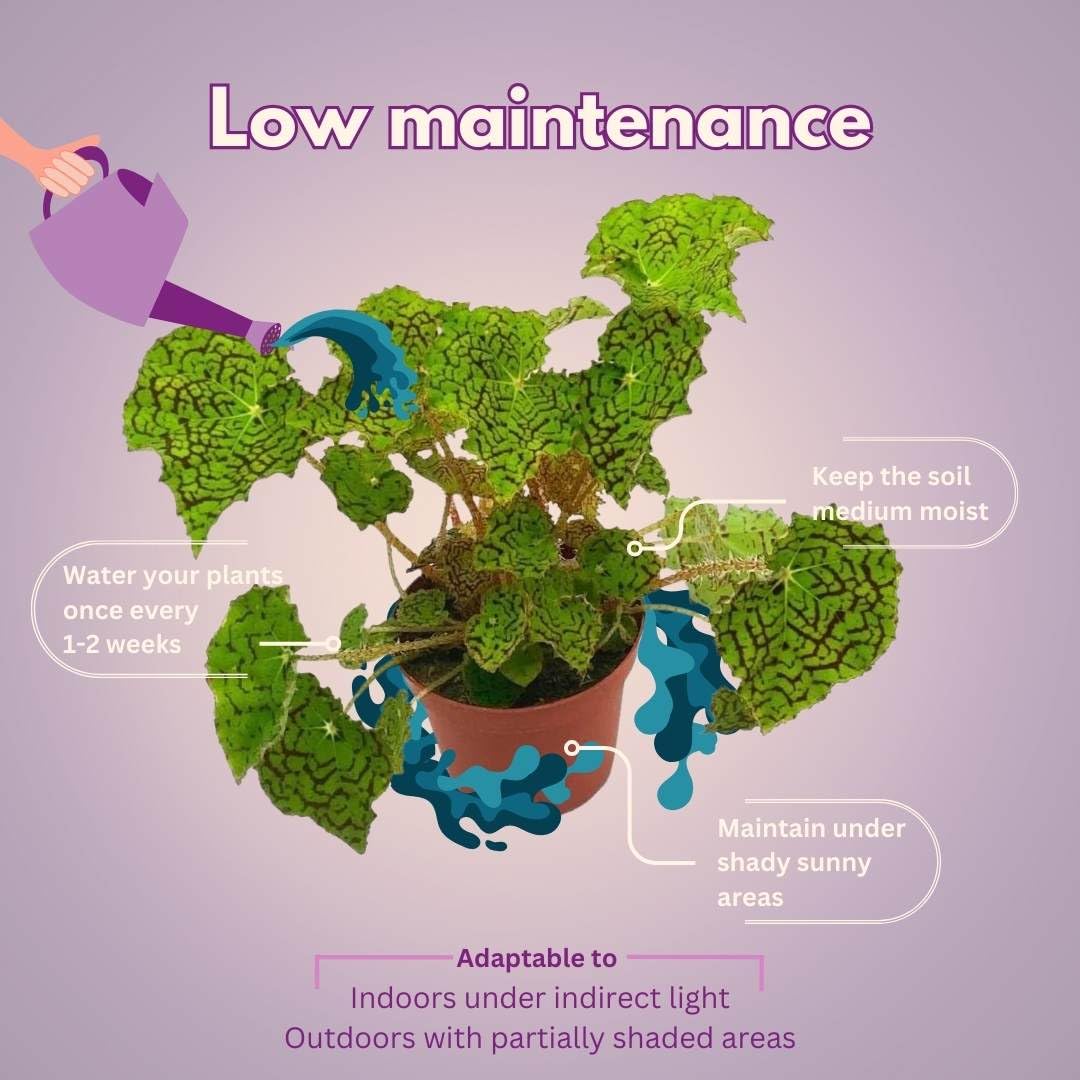 Deco Checks, Green Rhizomatous Begonia Rhizo, 4 inch Painted-Leaf Begonia, Variegated