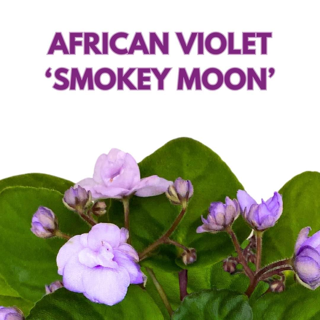 Harmony Foliage African Violet Smokey Moon 4 inch Gesneriad