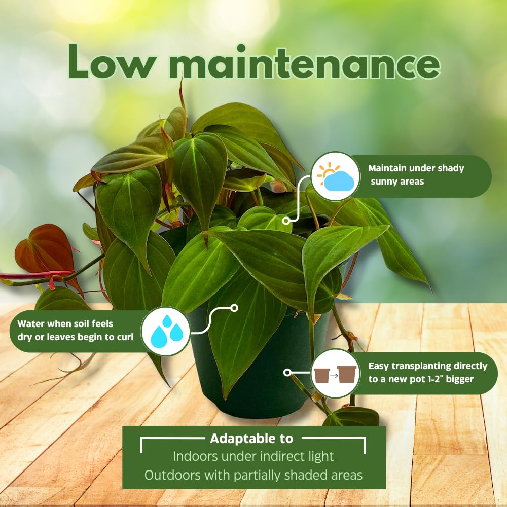 BubbleBlooms Philodendron Assortment in 4 inch Pots Set of 3