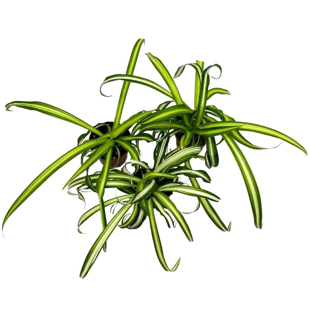 Spider Plant Chlorophytum comosum, 2 inch Set of 3, Tiny Mini Pixie Plant