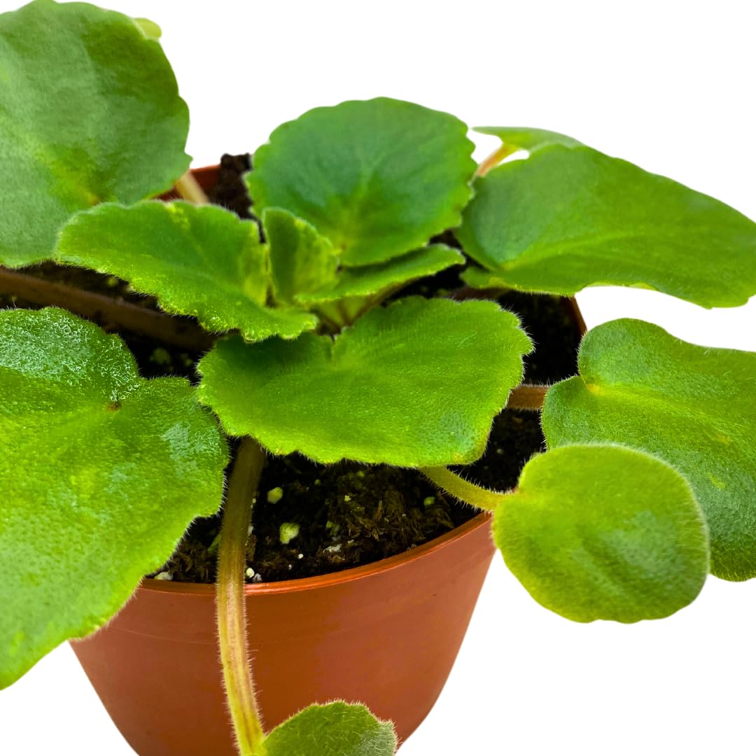 Harmony Foliage African Violet Harmony's Dancing Queen 4 inch Purple Flower