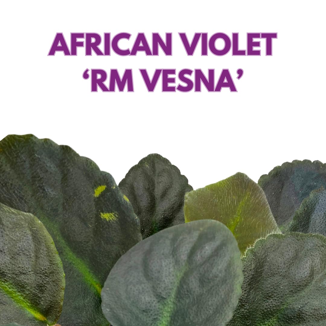 Harmony Foliage African Violet RM Vesna 4 inch Pink Flower