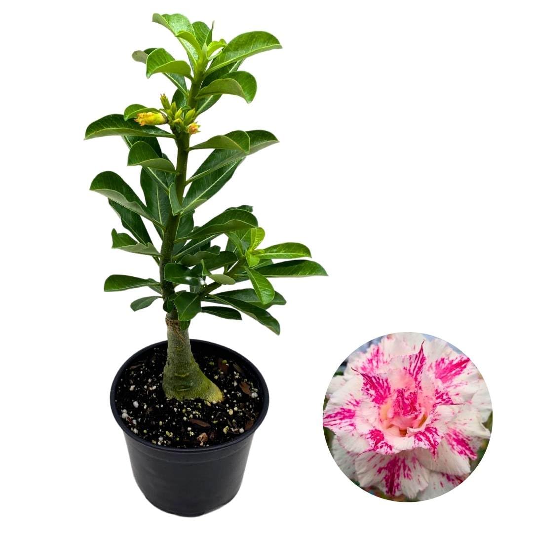 BubbleBlooms Desert Rose Flower Beauty 5 inch Pot Pink and White Variegated Exotic Rare Flower