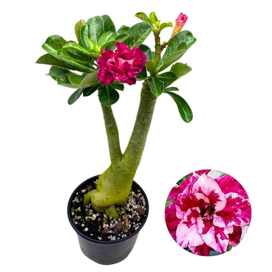 BubbleBlooms Desert Rose Smoothie 5 inch Pot Red White and Pink Speckled Flowers Variegated Exotic Rare