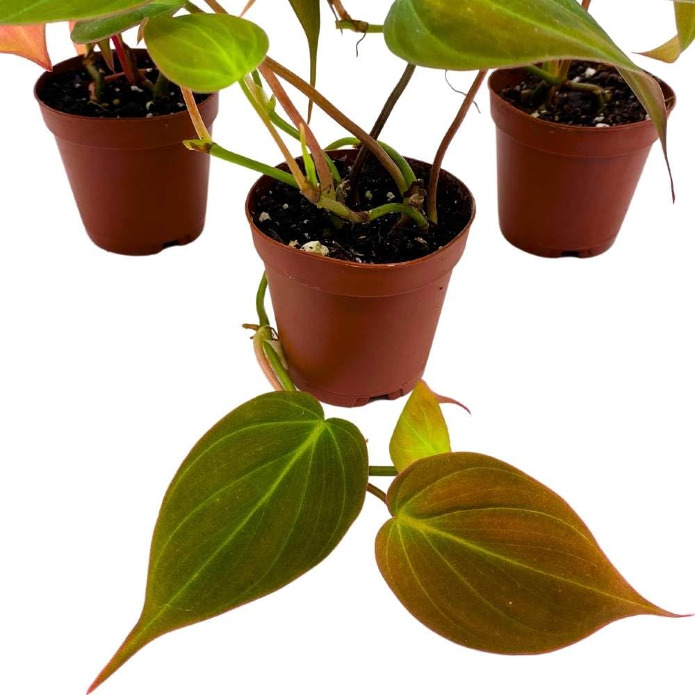 heartleaf philodendron micans BubbleBlooms Philodendron Micans Heart Leaf Philo hederaceum, 2 inch S – Florida House Plants
