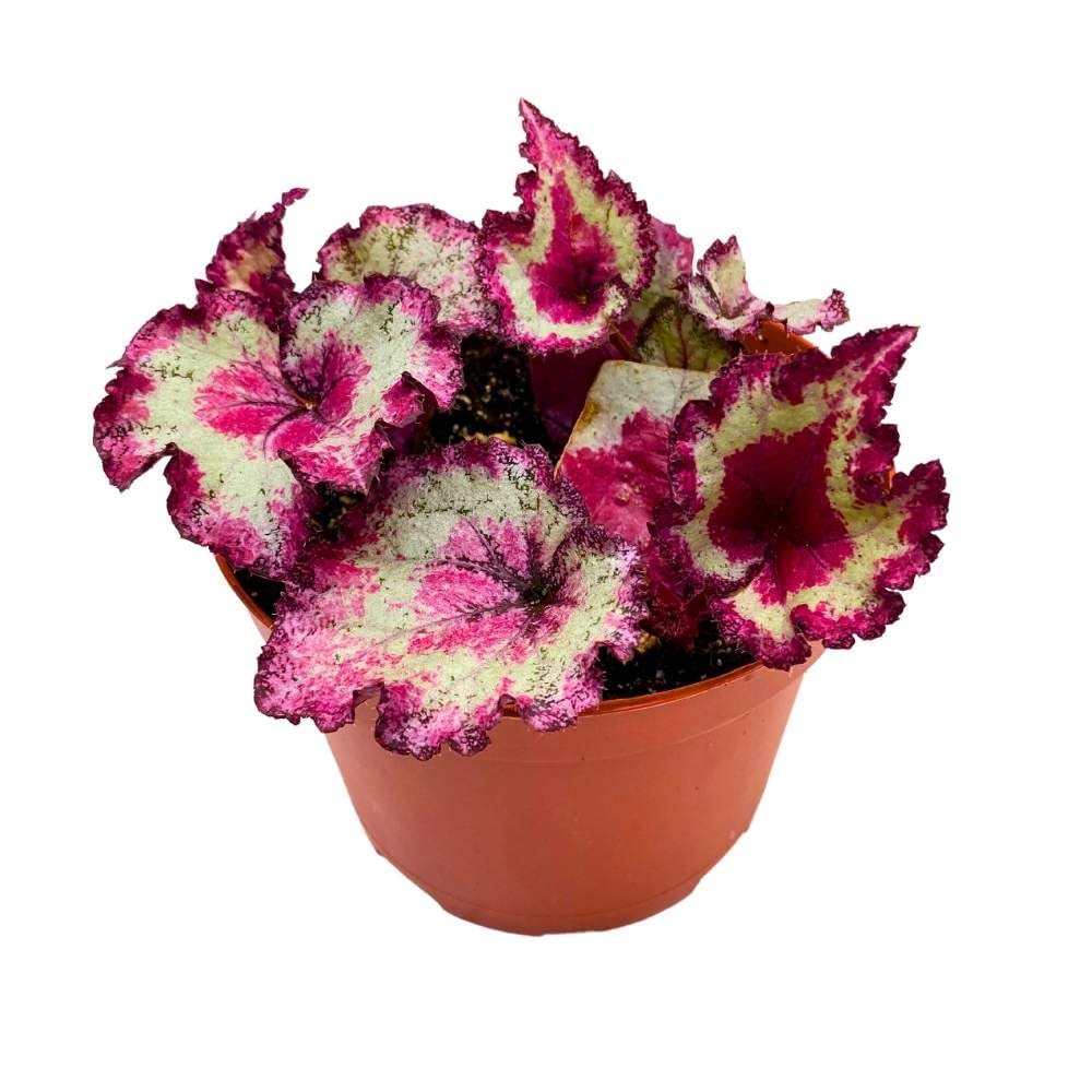 Harmony's Pink Cadillac Begonia Rex 6 inch Curly Ruffle