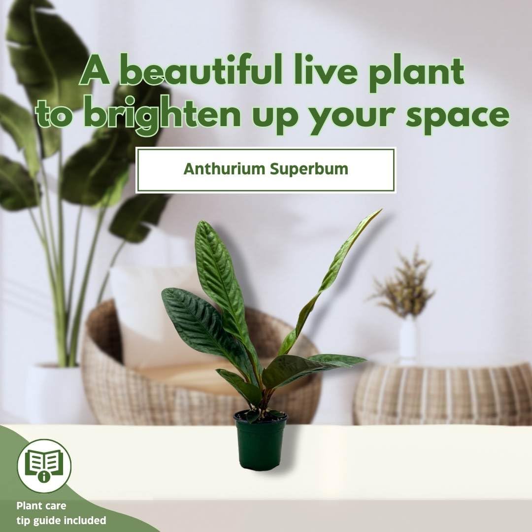 anthurium superbum indoor care BubbleBlooms Anthurium Superbum 4 inch – Florida House Plants