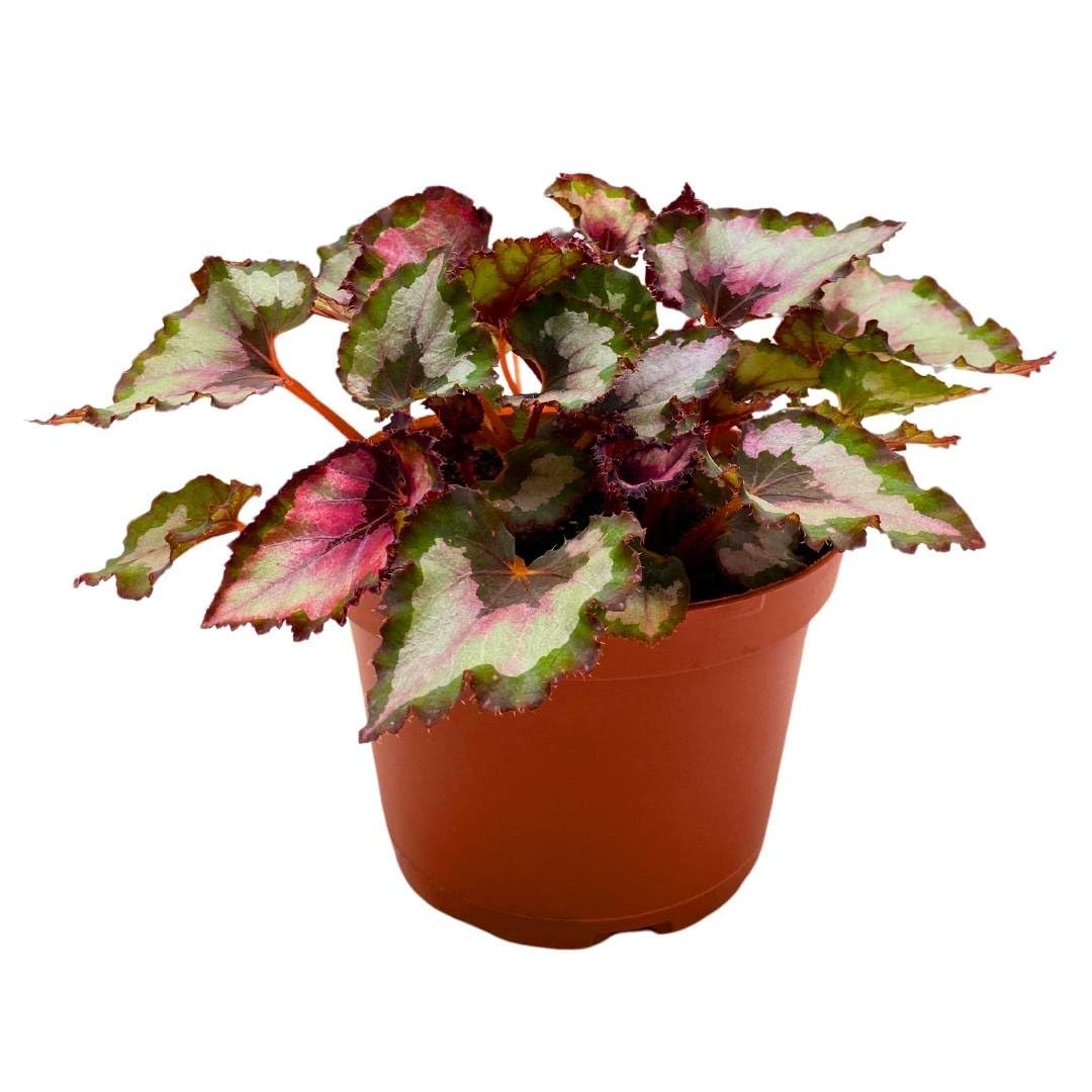 Harmony Foliage Begonia Curly Red Robin 6 inch Red Gray Curly