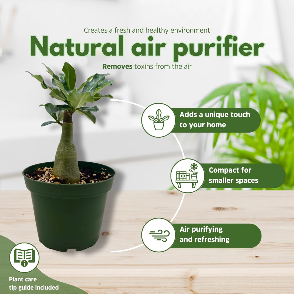 BubbleBlooms Desert Rose Guangyao in a 4 inch Pot Extremely Rare Flower