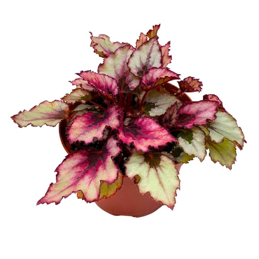 Harmony's Red Robin II Begonia Rex 6 inch Red Robin 2