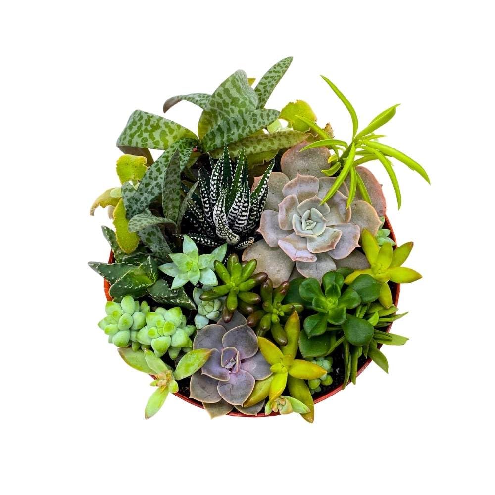 Succulent Arrangement in a 6 inch Pot Unique Hand Crafted Plant Designs