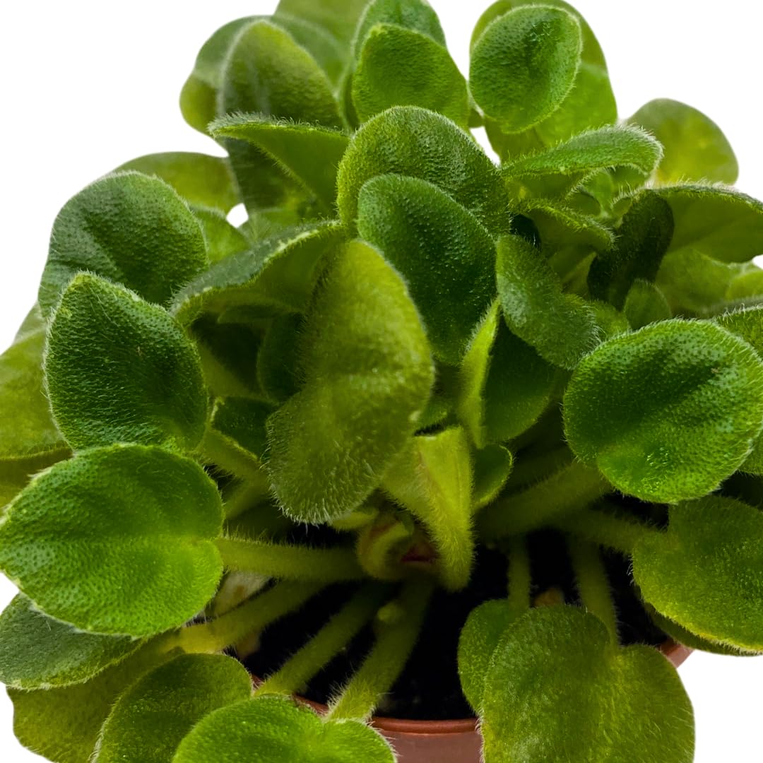 Harmony Foliage Mini African Violet Hunter's Butterfly Kisses 2 inch White Pink Flower