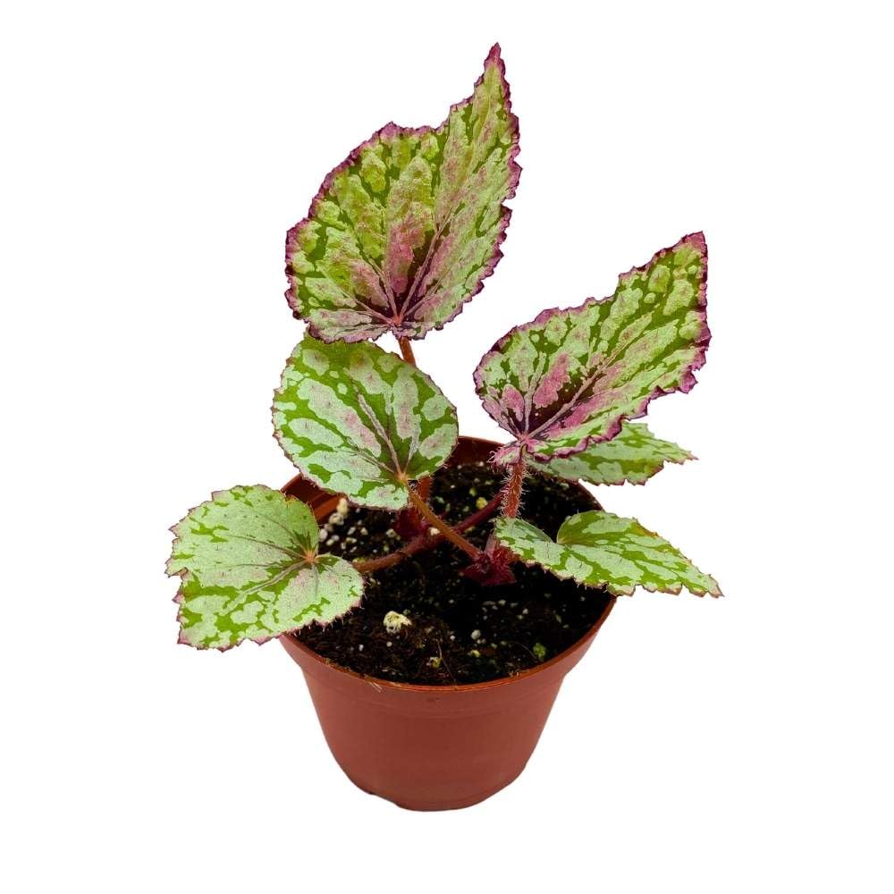 Harmony's Ember Begonia Rex 4 inch White Flame Shaped Leaf