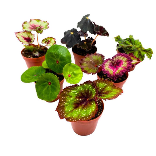 Harmony's Begonia Rex Assortment, 2 inch Set of 6 Colorful Different Begonias