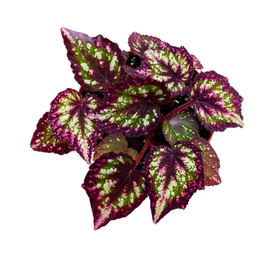 Harmony's Comet Begonia Rex 6 inch Pink Green White Splash Tip