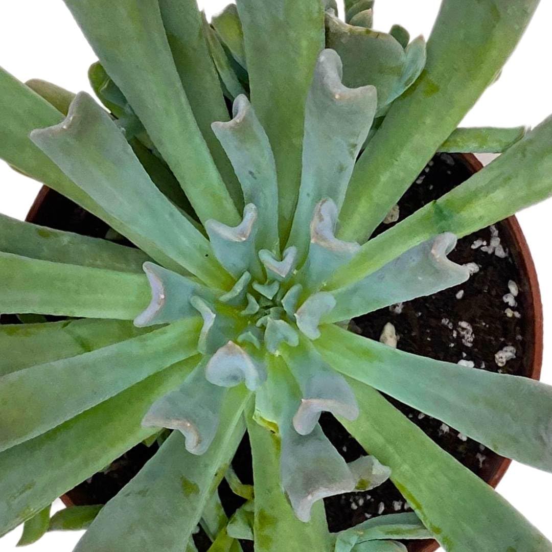 BubbleBlooms Topsy Turvy Succulent 4 inch