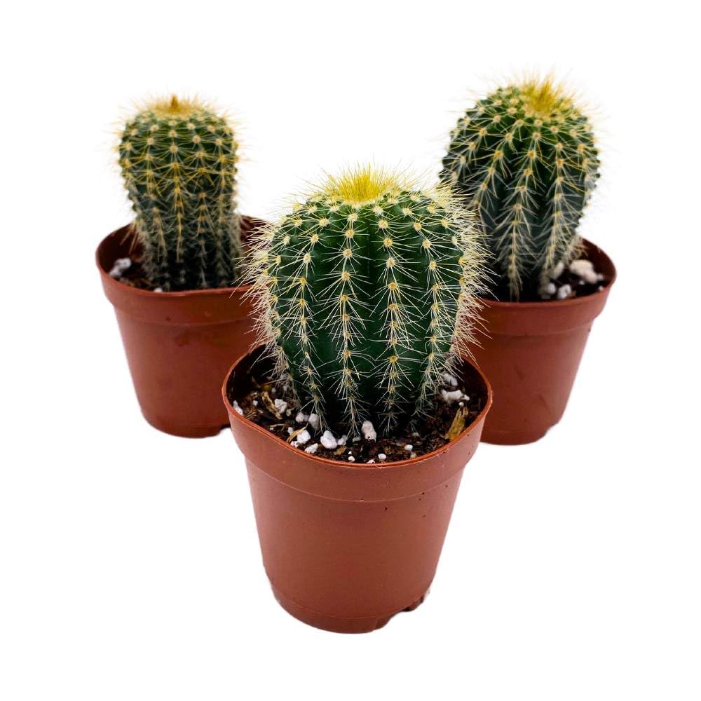 Golden Barrel Cactus, 2 inch Set of 3, Kroenleinia grusonii Gold Ball Tiny Mini Pixie Plants