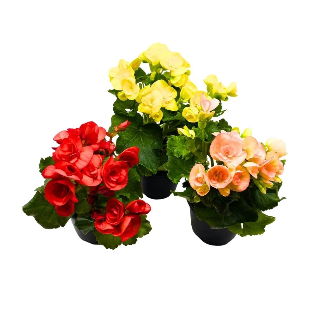 BubbleBlooms Flowering Rieger Begonia Set of 3 in 4 inch pots Hiemalis Elatior Hardy Begonia grandis tuberosa Mother's Day Plants