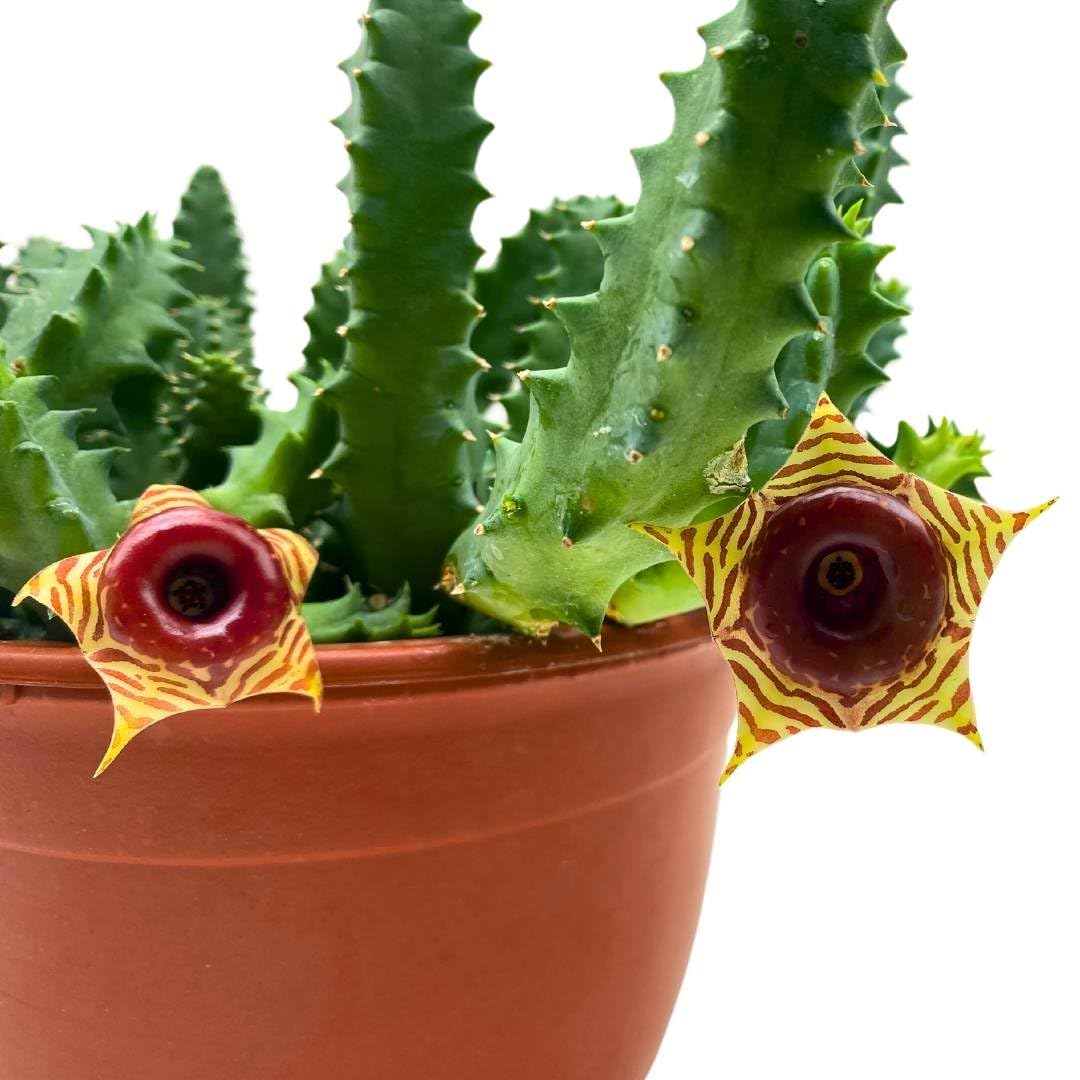 BubbleBlooms Lifesaver Stapelia Huernia Zebrina in a 6 inch Pot