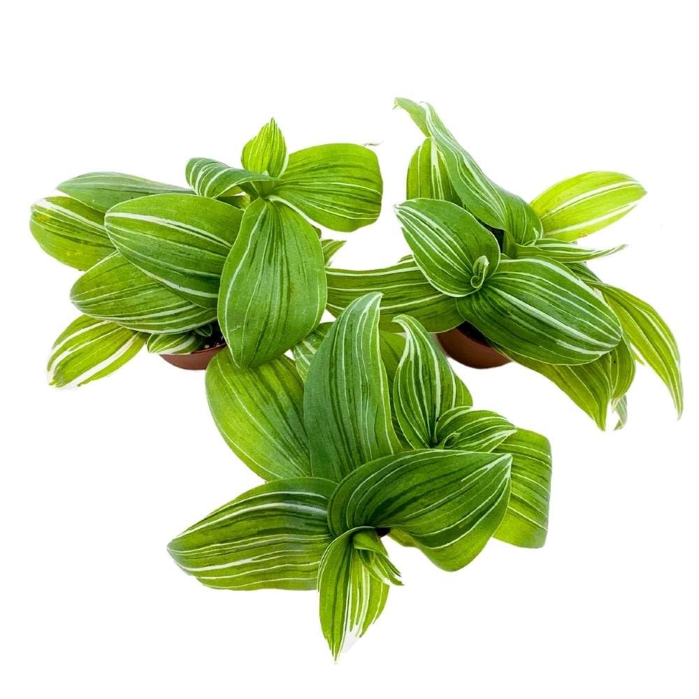 Green and White Wandering Dude 2 inch Set of 3 Tradescantia albiflora albo-vittata fluminensis Tiny Mini Pixie Plants