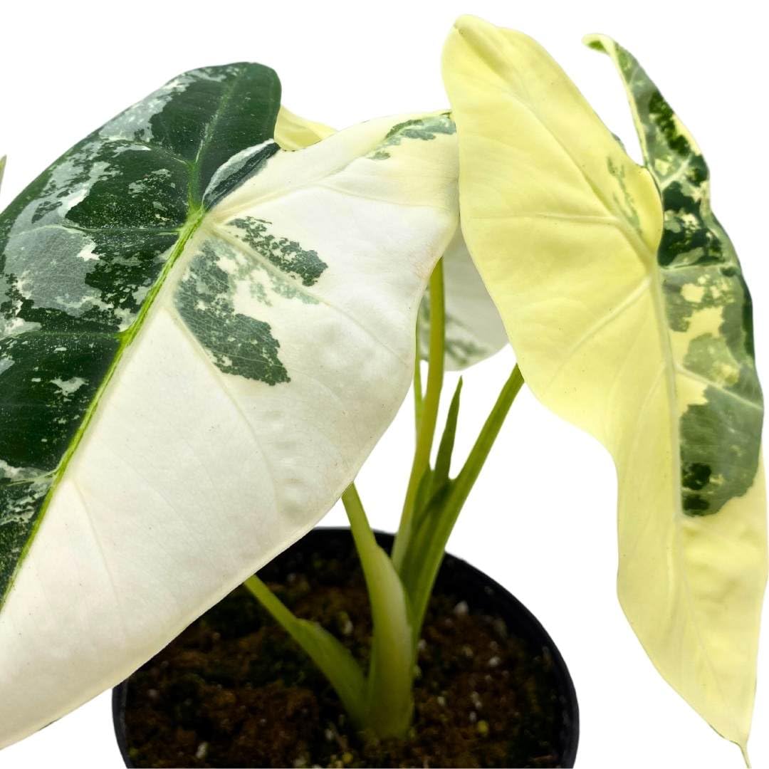 BubbleBlooms Variegated Alocasia Frydek 4 inch