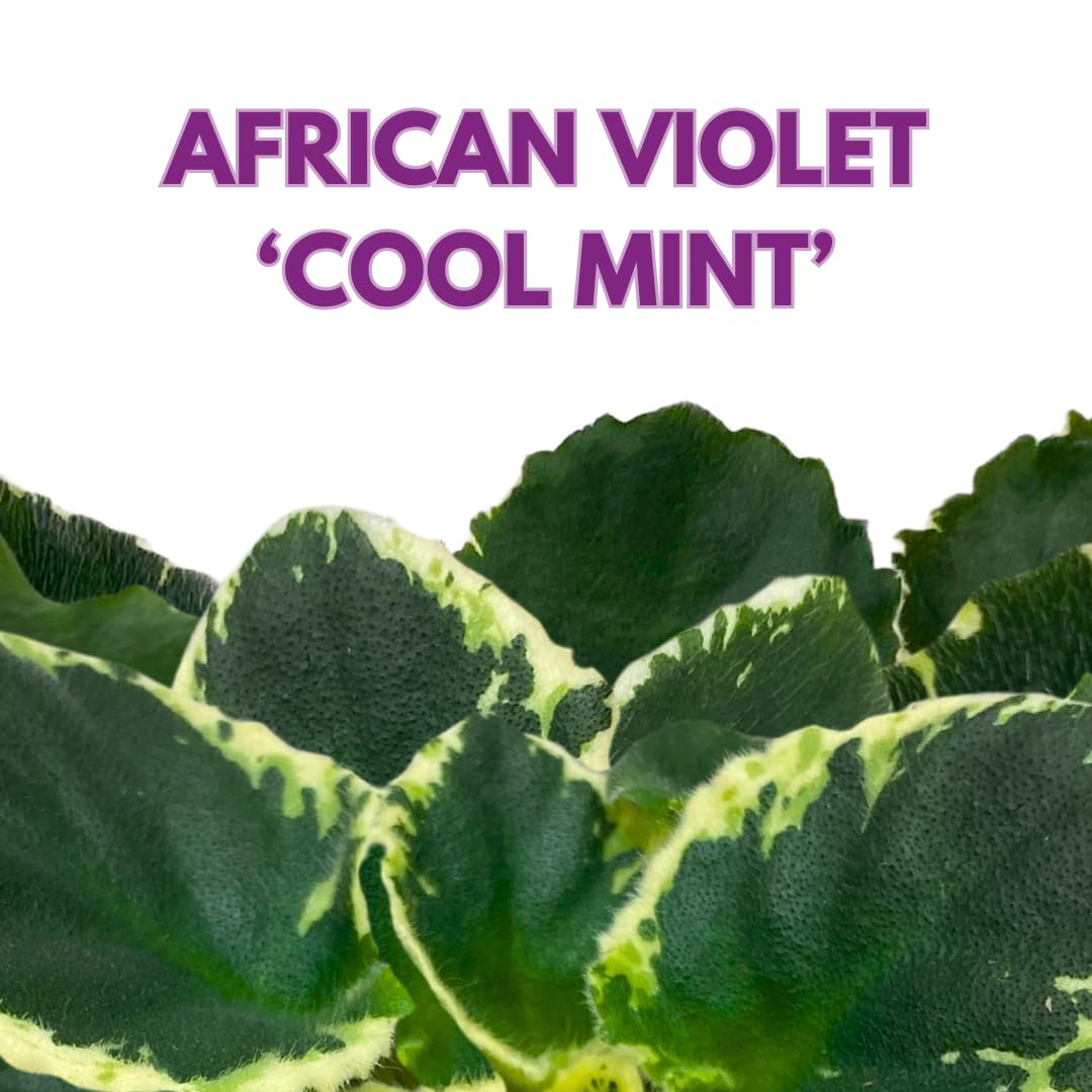 Harmony Foliage African Violet Cool Mint Variegated 4 inch White Flower