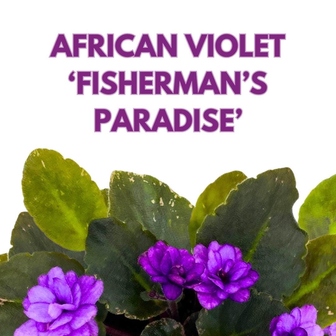 Harmony Foliage African Violet Fisherman's Paradise 4 inch Gesneriad