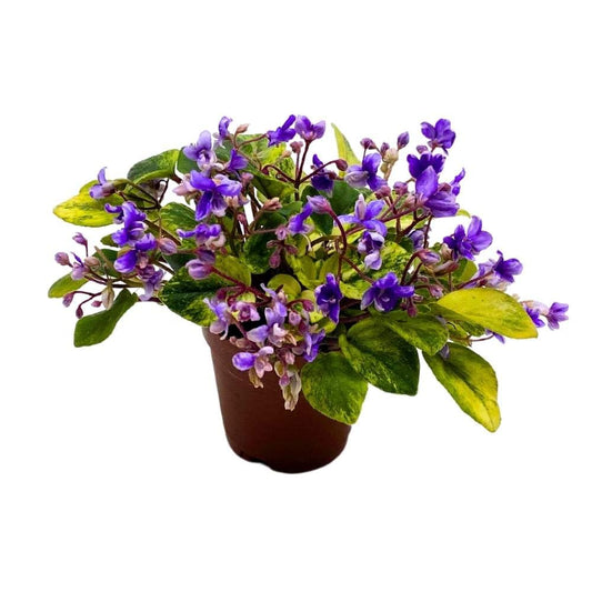 Harmony's Spring Fever 2 inch Variegated Mini African Violet Saintpaulia Gesneriad