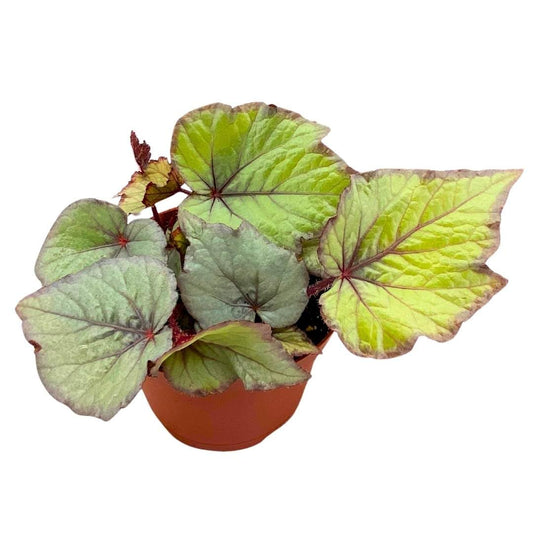 Begonia Bolero Silver White Rex in a 6 inch Pot