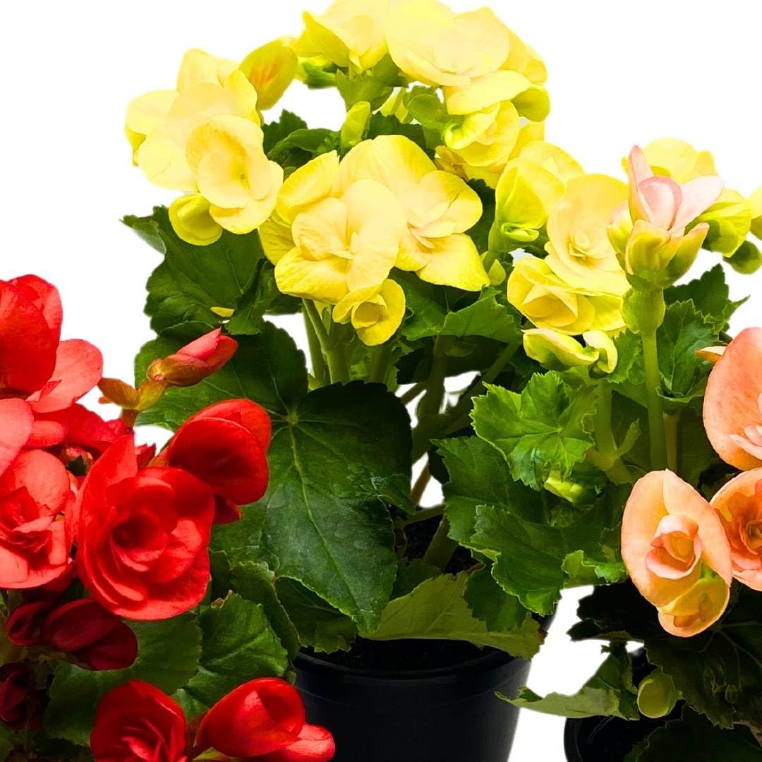 BubbleBlooms Flowering Rieger Begonia Set of 3 in 4 inch pots Hiemalis Elatior Hardy Begonia grandis tuberosa Mother's Day Plants