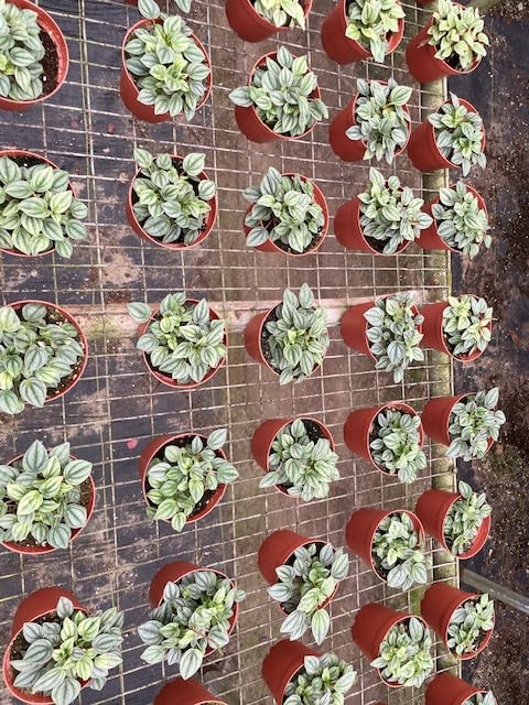 BubbleBlooms Peperomia Frost Wholesale Bulk Plants 4 inch 15-Pack