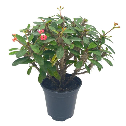 Crown of Thorns, Euphorbia milii, Madagascar Christ Thorn in a 4 inch Pot,