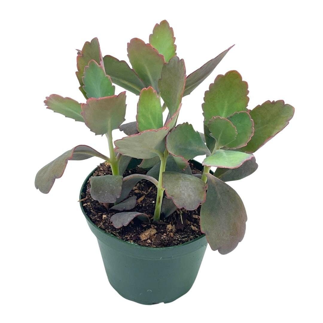 Kalanchoe Laxiflora, 4 inch, Milky widow's Thrill, Bryophyllum crenatum Baker