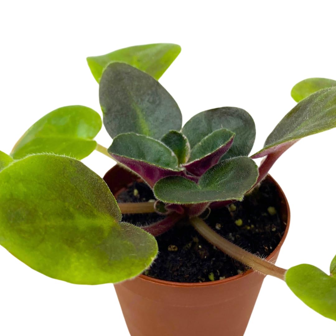 Harmony Foliage Mini African Violet Rob's Outer Orbit, 2 inch Purple Flower