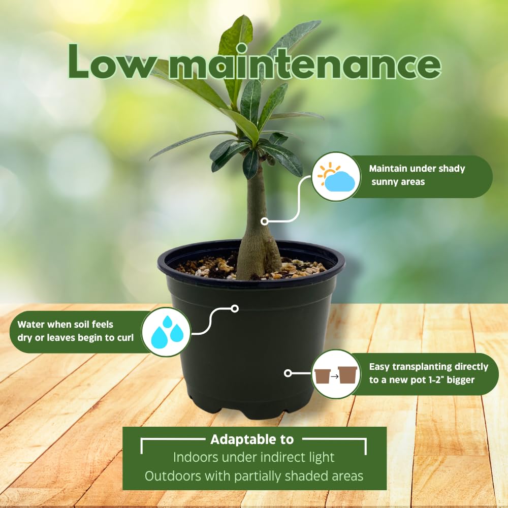 BubbleBlooms Desert Rose Genoa in a 4 inch Pot Extremely Rare Flower