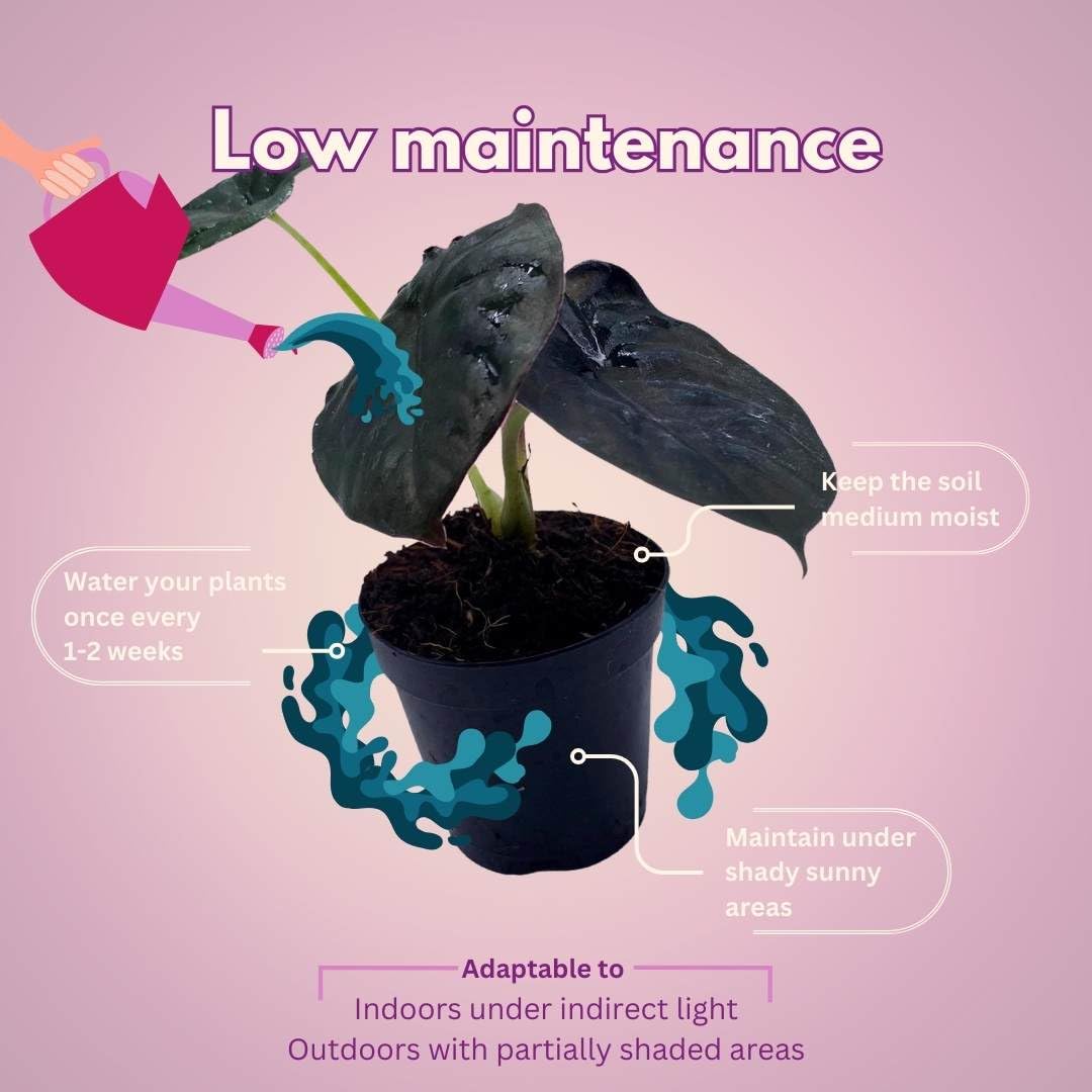 BubbleBlooms Rare Alocasia Assortment, 2 inch Set of 4, Jewel, Jacklyn, Cuprea Pixie Plants