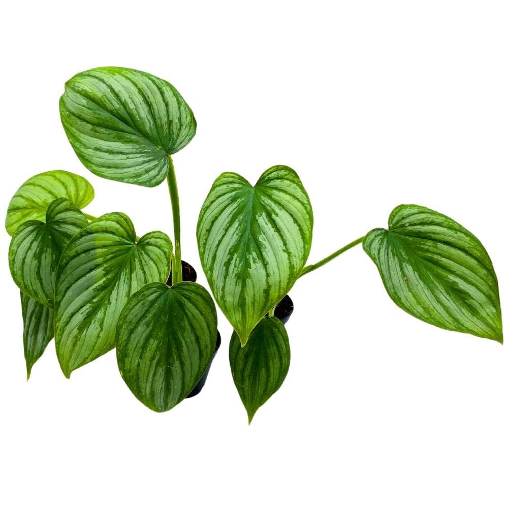 Philodendron mamei Andre 2 inch Set of 3 Silver Cloud Philo Tiny Mini Pixie Plants