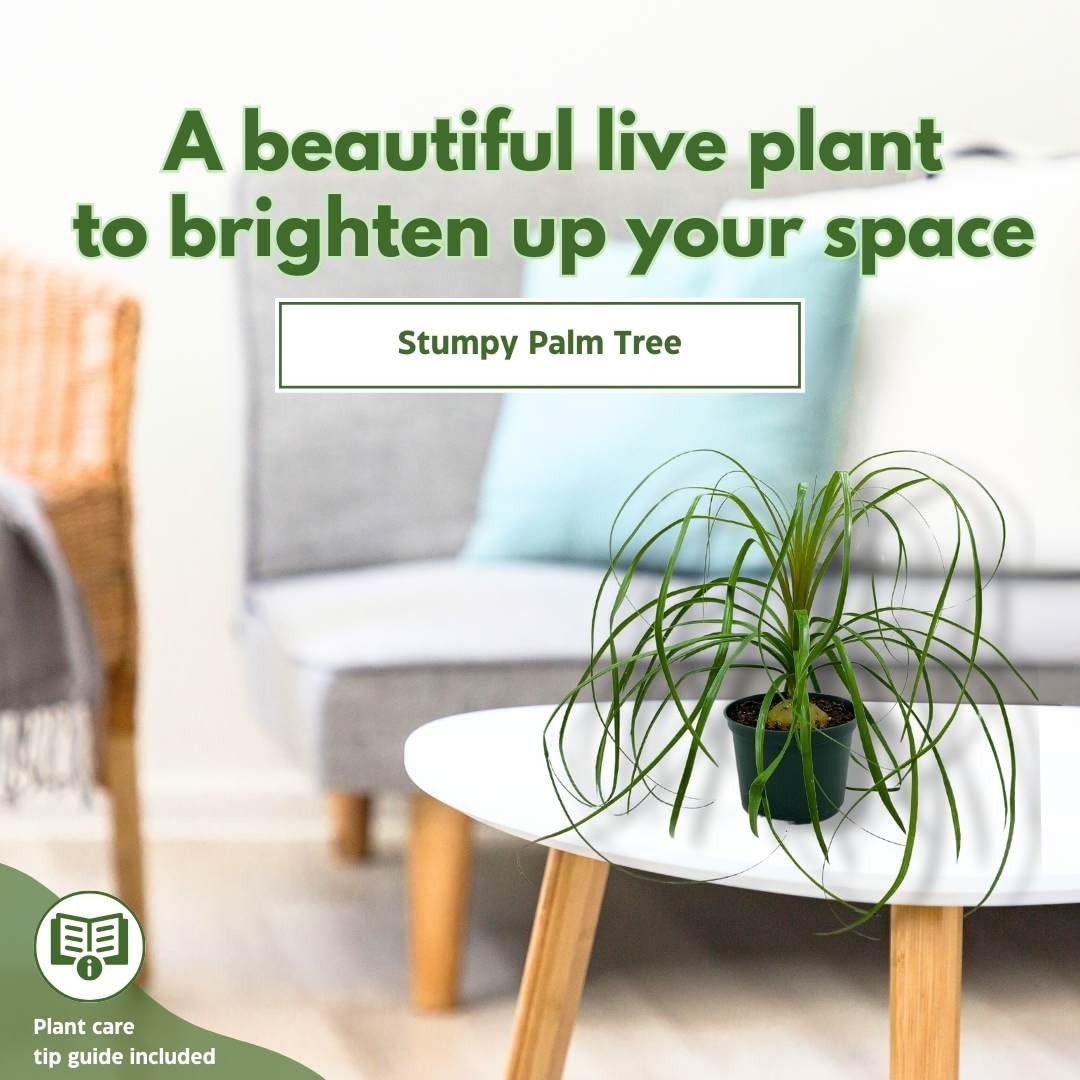 Indoor Stumpy Palm, Very Large Stump in 6 inch Pot – Florida House Plants
