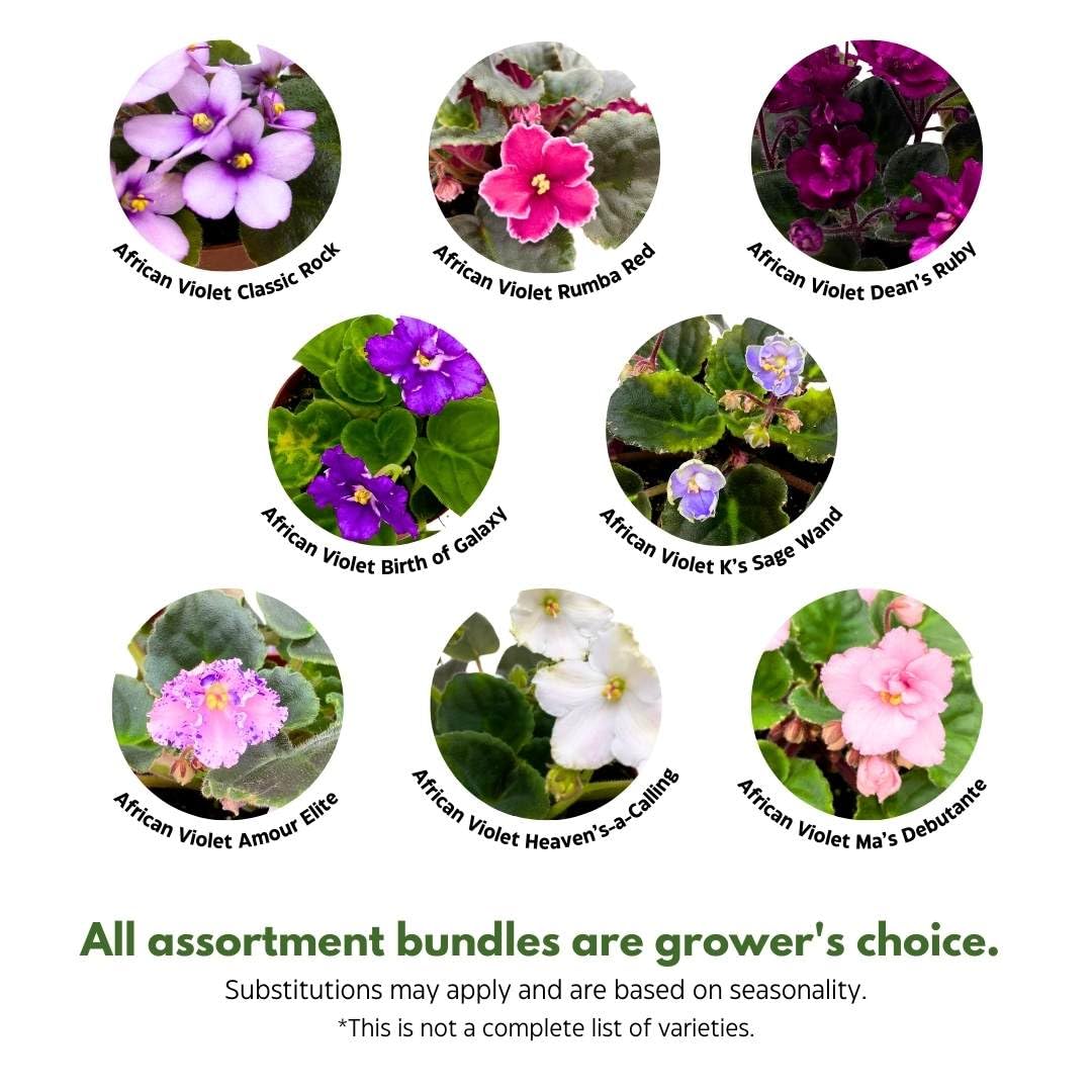 Harmony Foliage African Violet Assortment in 4 inch pots 30-Pack Bulk Wholesale Variegated Saintpaulia Gesneriads