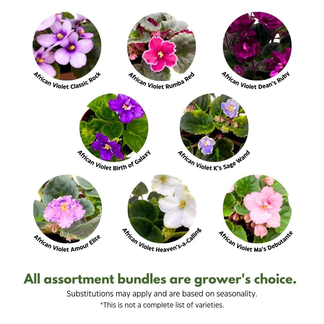 Harmony Foliage African Violet Assortment in 4 inch pots 15-Pack Bulk Wholesale Variegated Saintpaulia Gesneriads