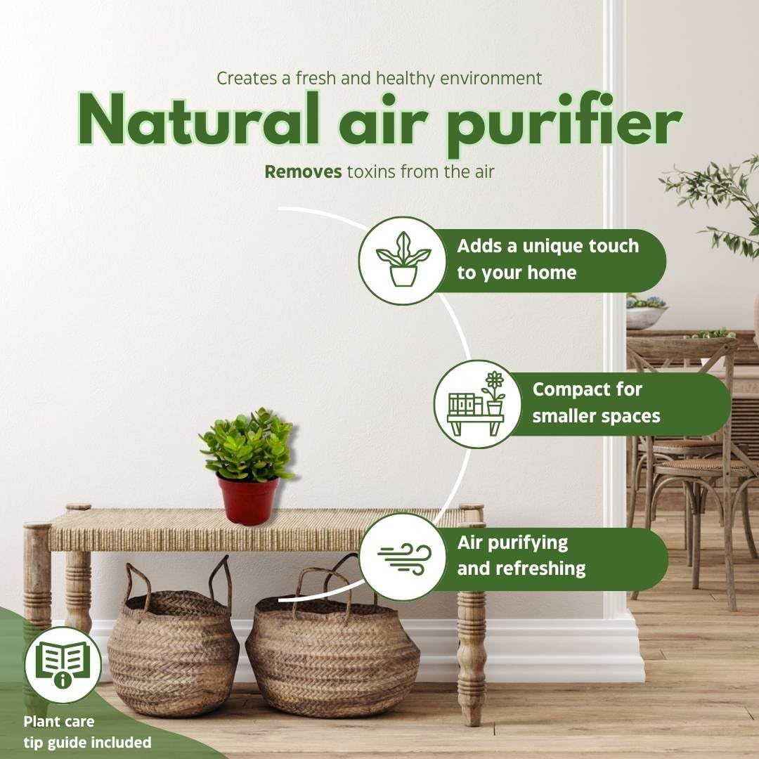 BubbleBlooms Jade Succulent in a 4 inch Pot Crassula ovata