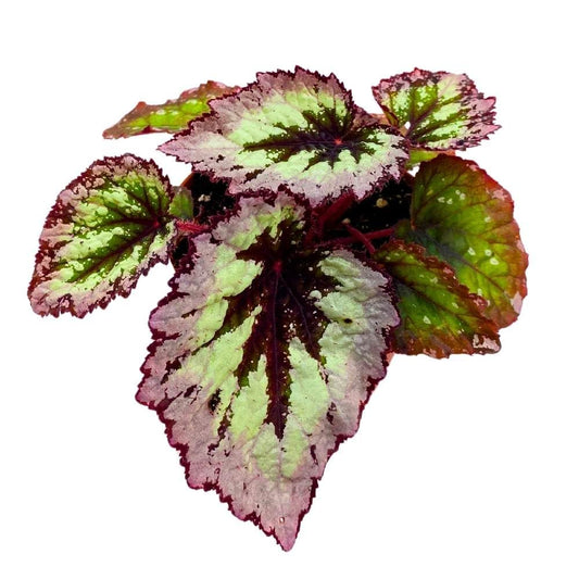 Harmony's Fire Woman Begonia Rex, 4 inch Thick White Band, Light Purple Black Center