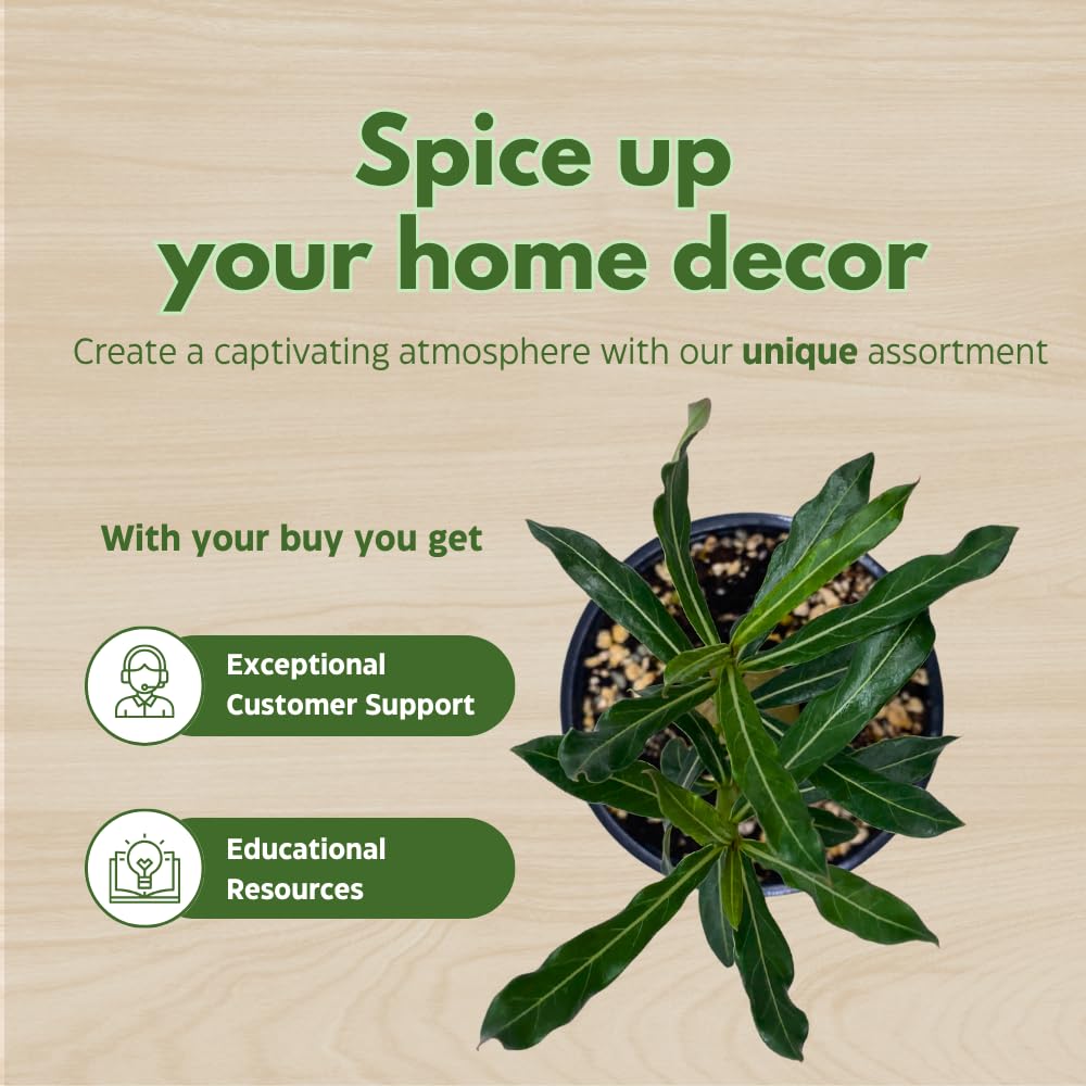 BubbleBlooms Desert Rose Emma in a 4 inch Pot Extremely Rare Flower