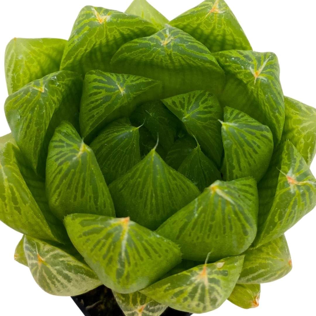 BubbleBlooms Haworthia Cooperi in a 3 inch Pot