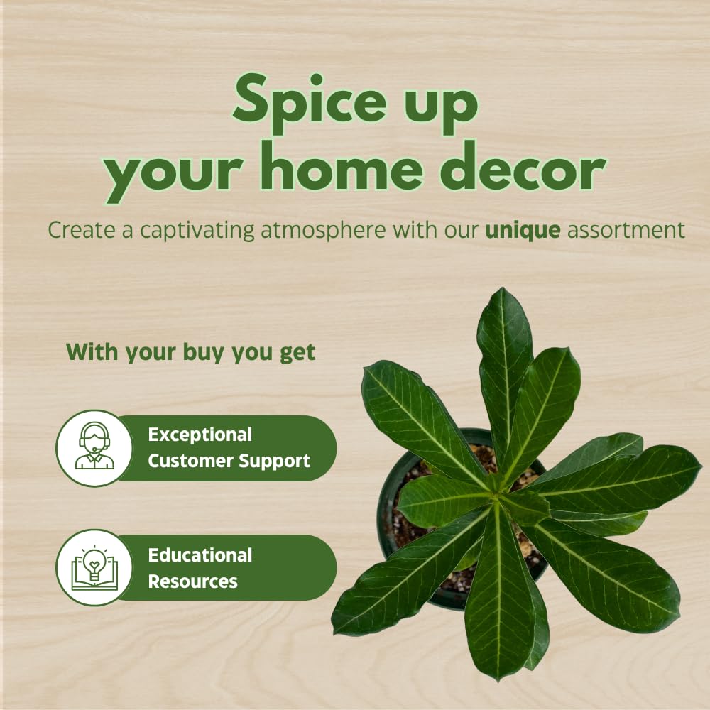 BubbleBlooms Desert Rose Golden Faith in a 4 inch Pot Extremely Rare Flower