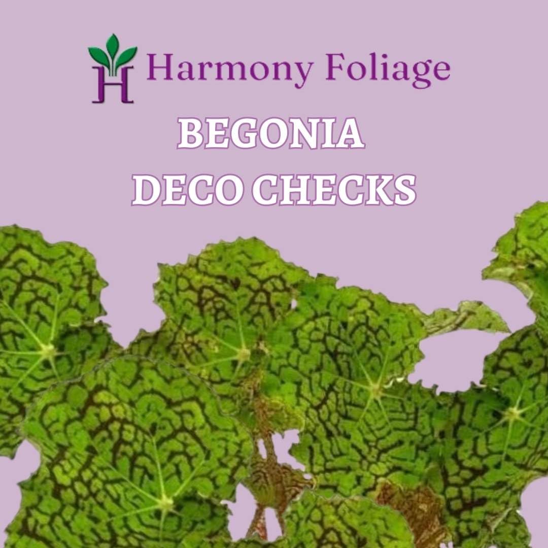 Deco Checks, Green Rhizomatous Begonia Rhizo, 4 inch Painted-Leaf Begonia, Variegated